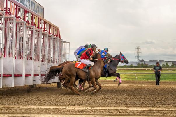 Horses being released to race at the ND Horse Park