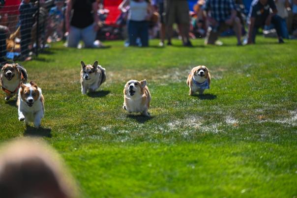 PB Corgi Derby Debbie Martinez