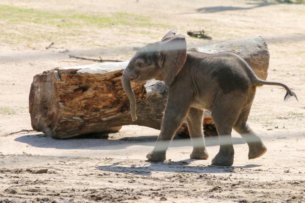 Baby Elephant walking at the Sedgwick County Zoo