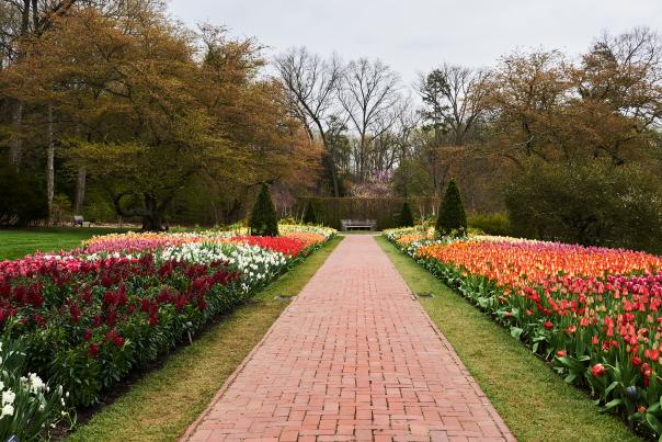 Tulip Garden at Longwood Gardens