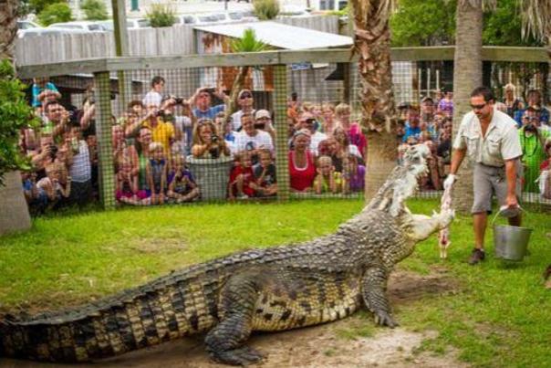 Alligator adventure in north myrtle beach at barefoot landing