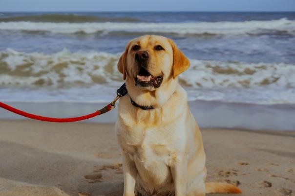 Pets on the Beach