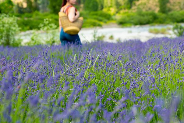 Girl walks through fields of lavender.