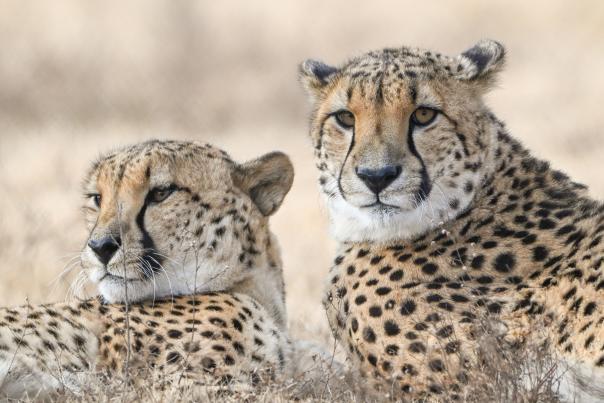 Two cheetahs sitting in a field