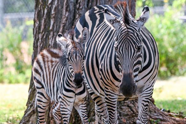 Oklahoma City Zoo zebra foal cuddled up next to its mother
