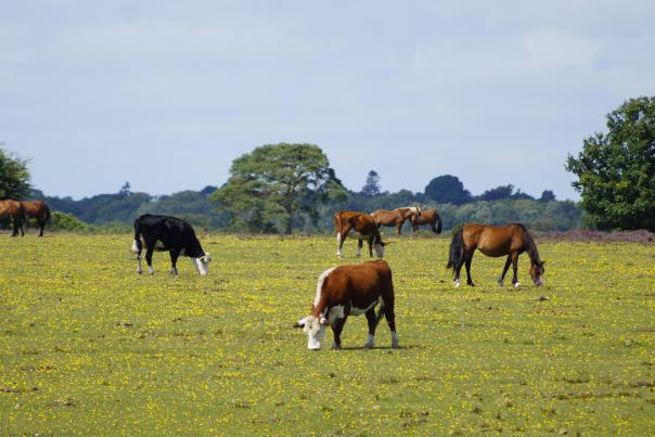 New Forest Ponies and Cows grazing in the New Forest