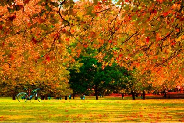 Green Park London The Green Park in autumn. Photo credit David French 2012.