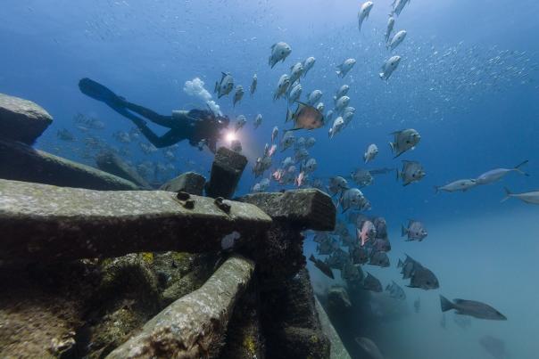 Deep sea diver taking a photo of a school of fish near sunken boat
