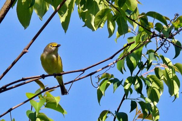 Bird