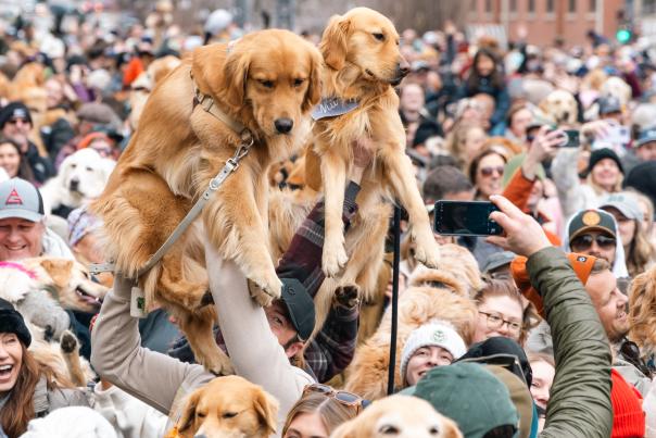 Golden retrievers being held in the air during a group photo shoot at Goldens in Golden in downtown Golden, CO 2025