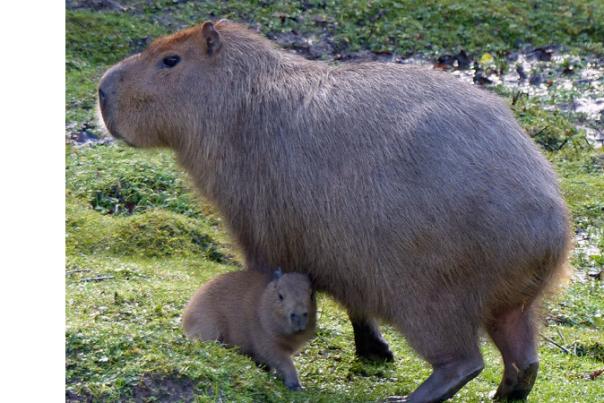 a capybara and its young at exmoor zoo