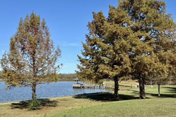 The pier that extends out into the pond at Carol Ann Cross park tucked behind a pair of trees.