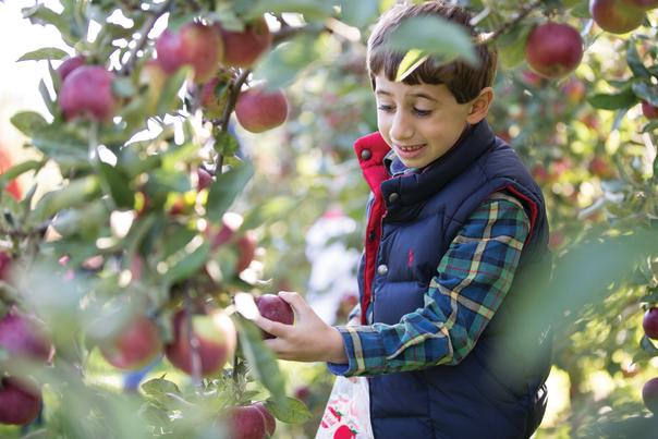Young Boy in Vest Smiles and Picks Red Apples off Tree Branches
