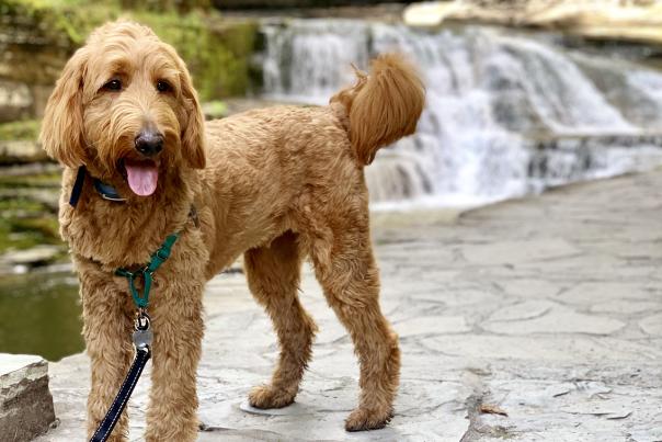 Dog is Gorges