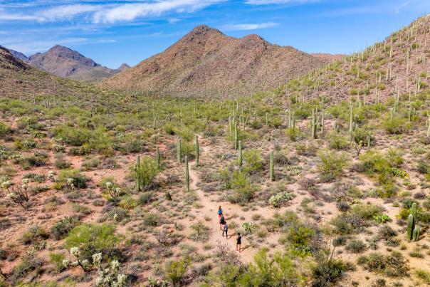 Hikers in Saguaro National Park