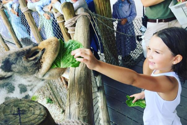 Things to Do - Attractions - Petting Zoos