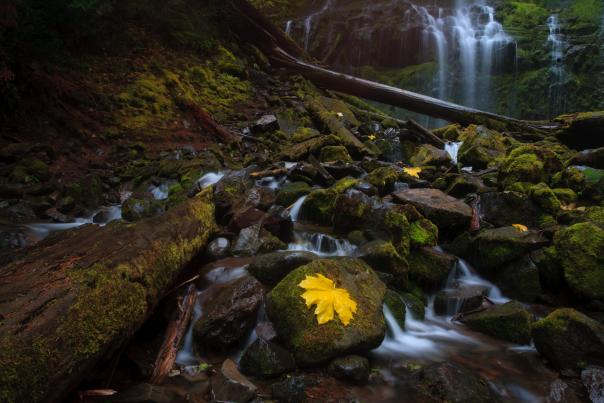 Autumn at Proxy Falls by Kimberly Gough