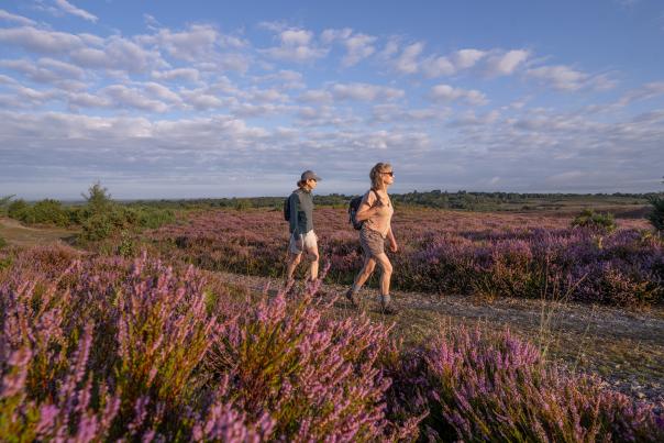 Two people walking amongst the heather in the summer in the New Forest