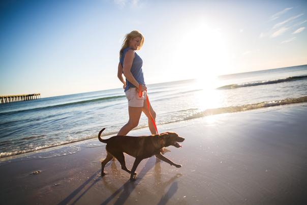 pet-friendly beach Panama City Beach Florida