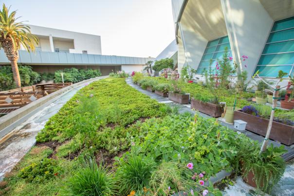 ACC Rooftop Garden