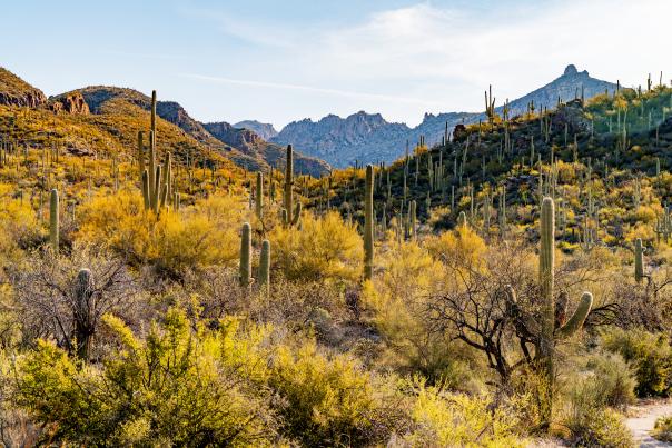 A lush desert landscape with mountains of saguaro cacti, palo verde and blooming yellow desert brush