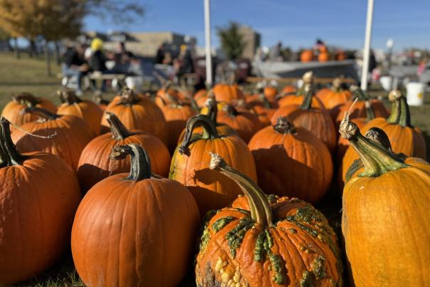 pumpkin pile at palooza