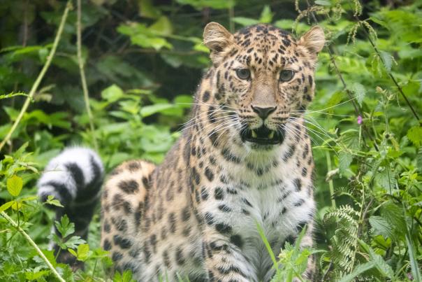 Leopard Lena enjoying life at Dartmoor Zoo