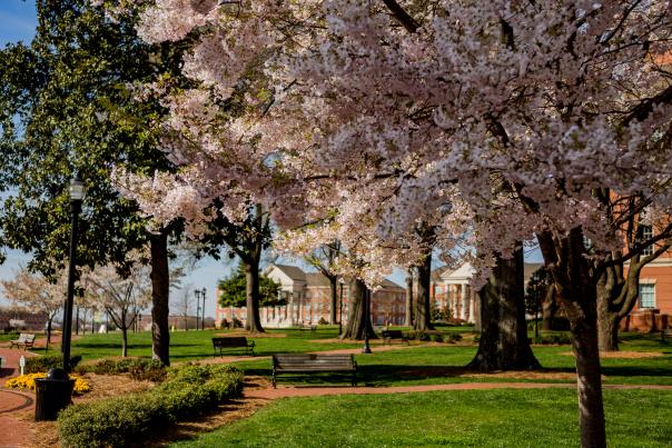 Blooming trees in Kannapolis