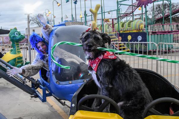 Dog on carnival ride at holiday festival