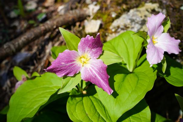 Wildflowers in the Smokies