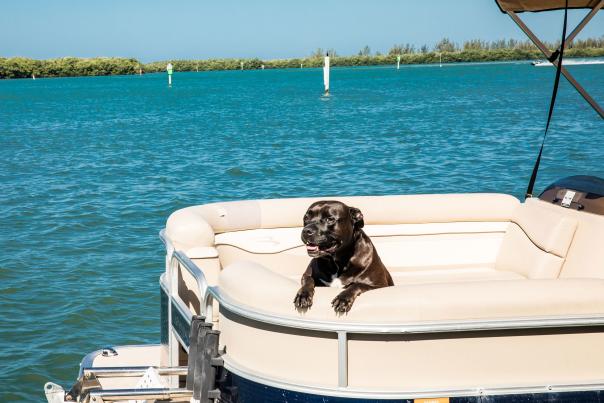 Dog enjoying a boat ride in Punta Gorda/Englewood Beach