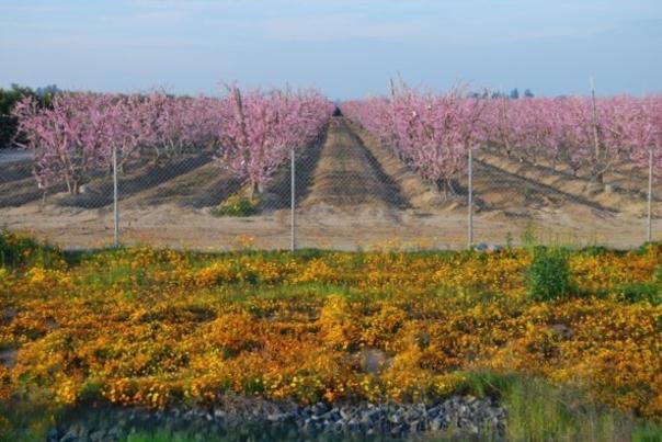sanger blossom trail