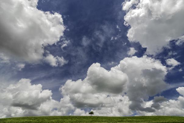 A long tree on a grassy plain with a blue sky and white clouds in Kansas