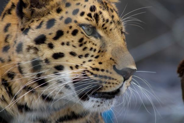 Central Florida Zoo & Botanical Gardens Amur leopard
