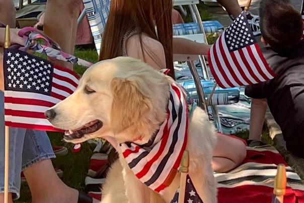 Golden retriever with american flag bandana surrounded by patriotic flags