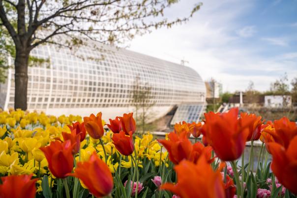 Colorful tulip flowers in front of the Crystal Bridge at Myriad Gardens in Oklahoma City