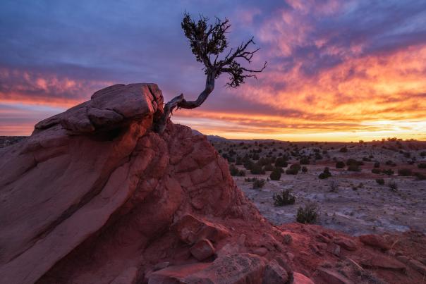 The Secret Tree, Photograph by Jake Werth, New Mexico Magazine