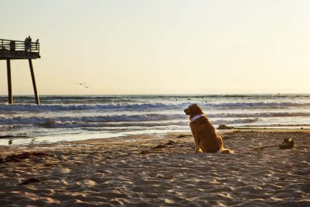 Pismo Beach Dog Friendly