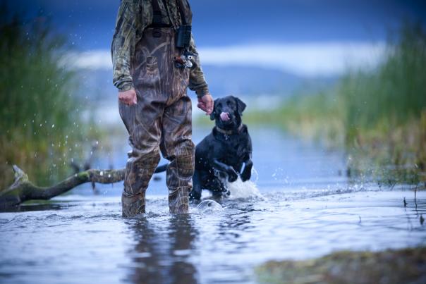 Fall Waterfowl Dog