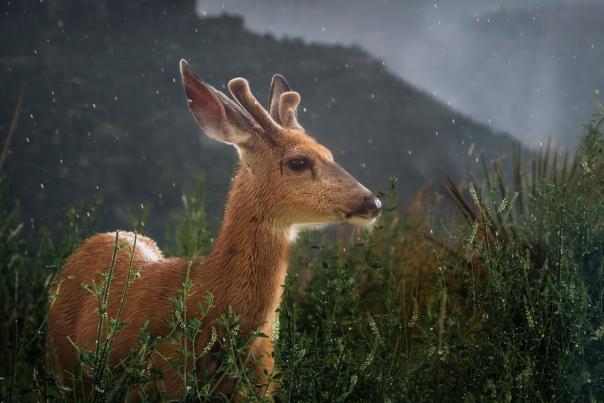 Young deer with small antlers stands amid lush greenery in light rain. Mountains and a misty sky form a serene, natural backdrop.