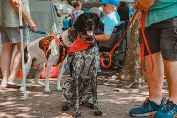 Dog at Farmers Market