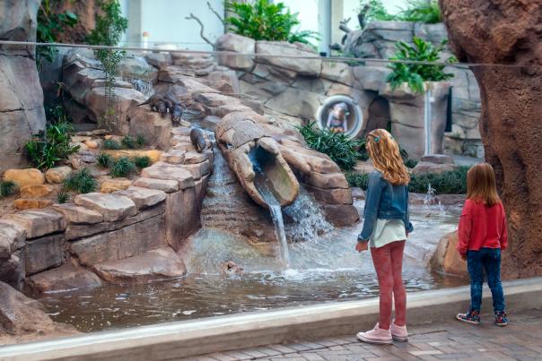 Kids viewing the Asian small-clawed otters at the NC Aquarium at Fort Fisher