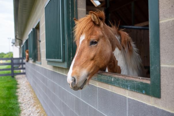 An icelandic horse at Léttleiki Icelandics peers out the stall window.