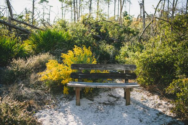 a distressed bench on a sandy trail surrounded by natural Florida scrubs.