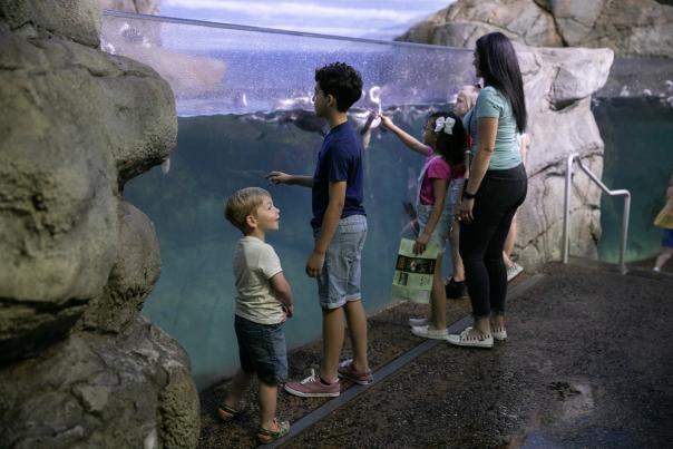 Watching the penguin exhibit at John Ball Zoo.