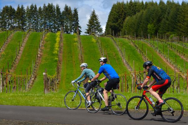 Three cyclists ride past a vineyard in the spring.