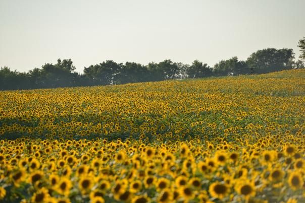 Sunflower Grinter Farm