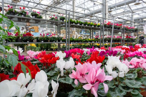 Flowers at Horrocks Market