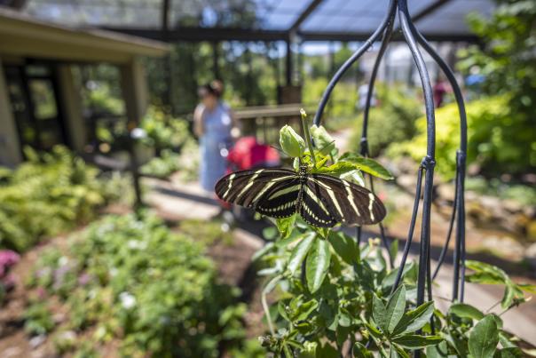Botanical Garden - Butterfly House