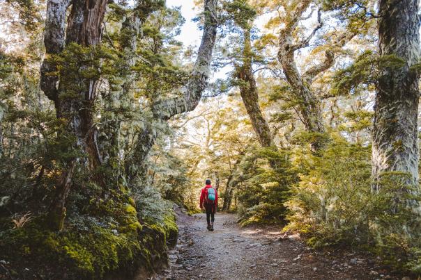 Kepler Track Day Walk with Fiordland Outdoors